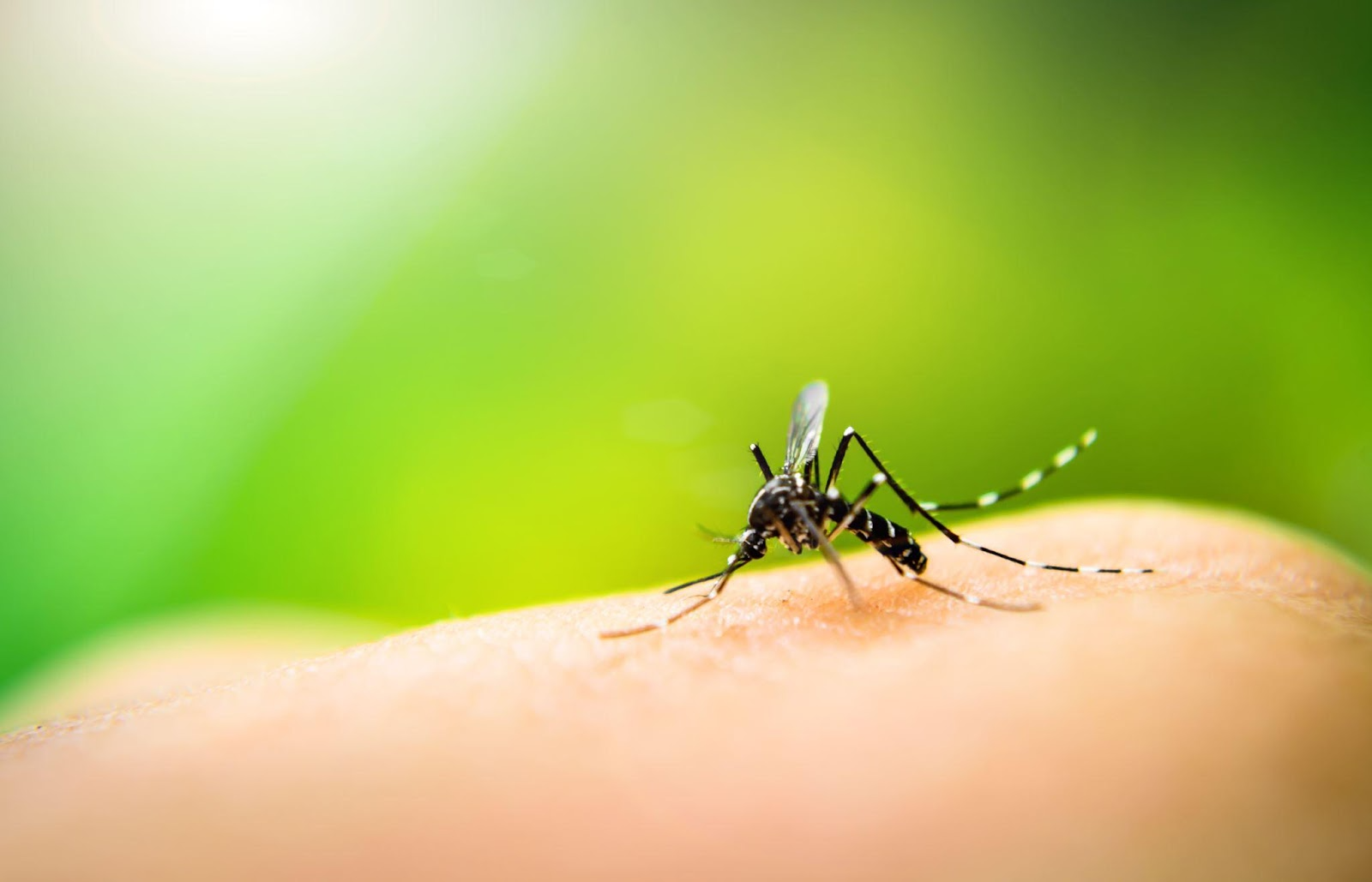The Yearly Pest Calendar Every Homeowner Should Know